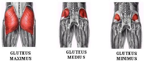 gluteus